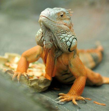 panama canal green iguana