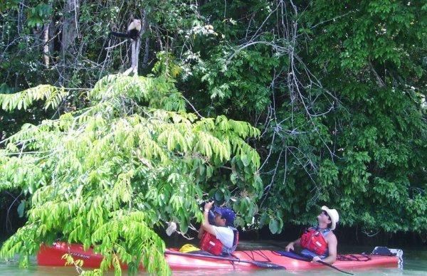 panama city | kayaking with monkeys 