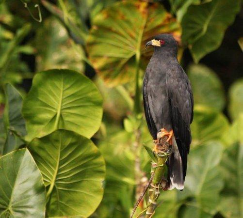 kayaking with wildlife
