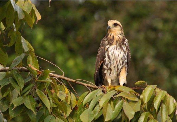 Rainforest Kayaking by panama canal