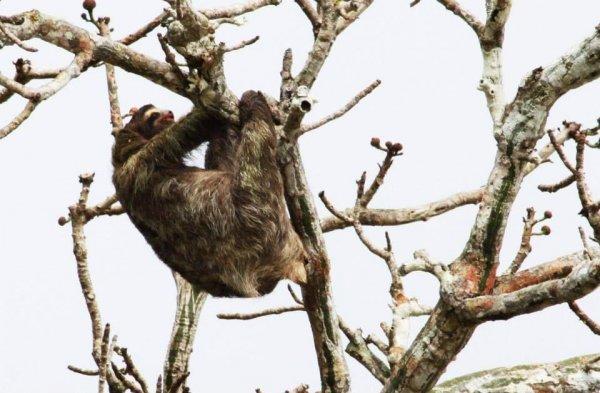 panama city | kayaking with sloth