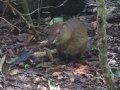 agouti barro colorado island