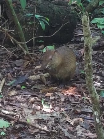 agouti barro colorado island