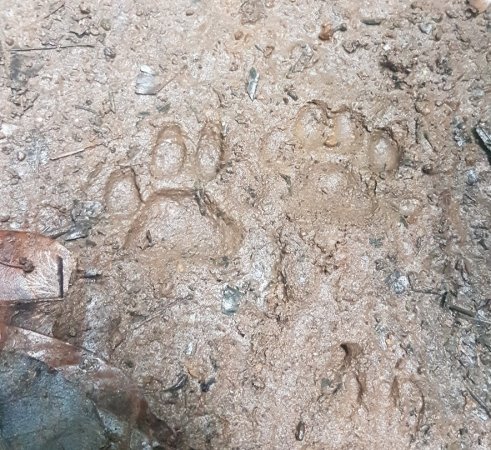 bci ocelot foot print