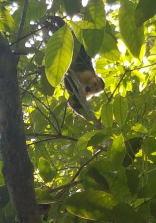 capuchin monkey barro colorado