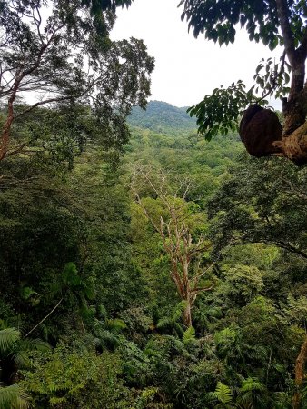 gamboa rain forest