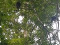 howler monkeys