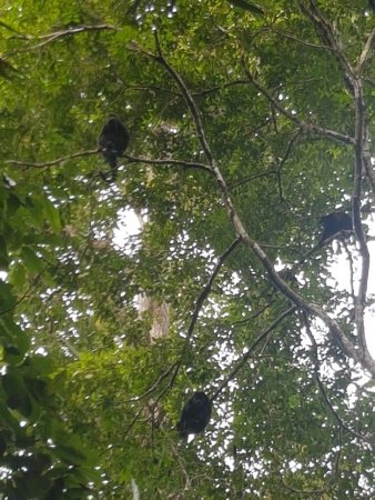 howler monkeys