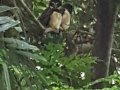 owl in panama