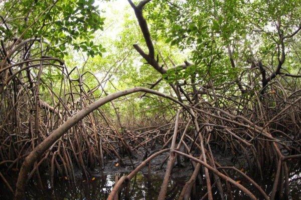 manglar