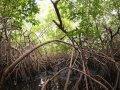 manglar