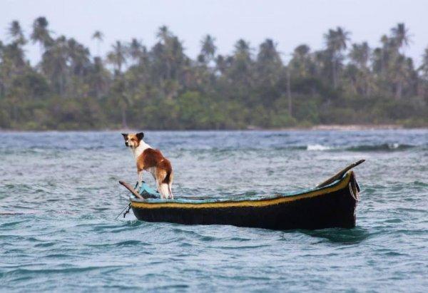 perro pescador