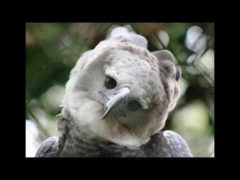 Bird Watching   Harpy Eagle