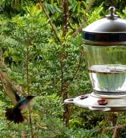 burbayar colibri