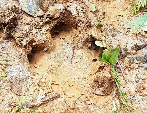 burbayar danta foot pring