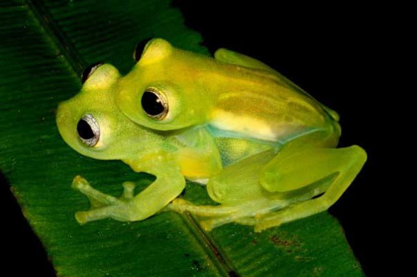 burbayar lodge birding