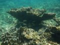 portobelo panama coral reef snorkel