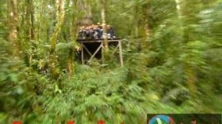 adventures panama boquete tree